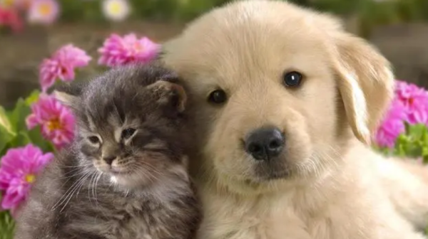 How to train cats and puppies to get along? Let cats and dogs live in peace!