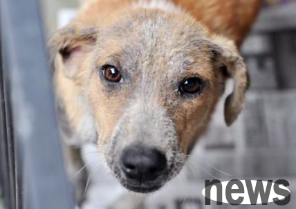 Dogs are prone to diseases in autumn, know it and stay away from it!