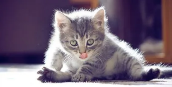 How to train a pet cat to obey the rules?