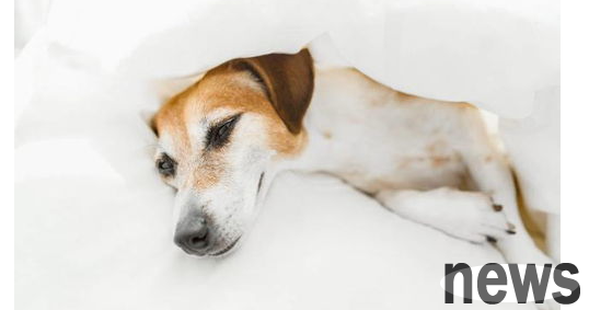 Why do dogs and cats have kidney failure? Can it be cured