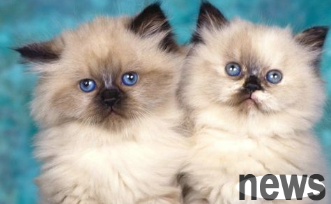 The pathogenesis and symptoms of heart failure in cats, common diseases in cats!