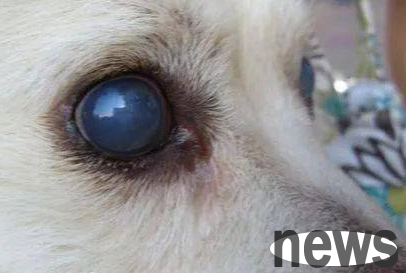 Why do some dogs  eyes become cloudy?