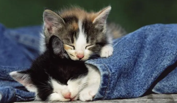 What is the cause of cat oral ulcer? How to cure cat oral ulcers!