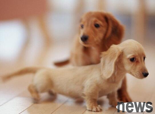 What s wrong with dogs always swaying their ears?