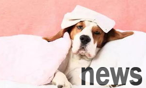 The four major culprits of diarrhea caused by dogs, please listen to me in detail!