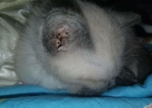 Cats suffer from ear mite symptoms, understand this knowledge and respond easily!