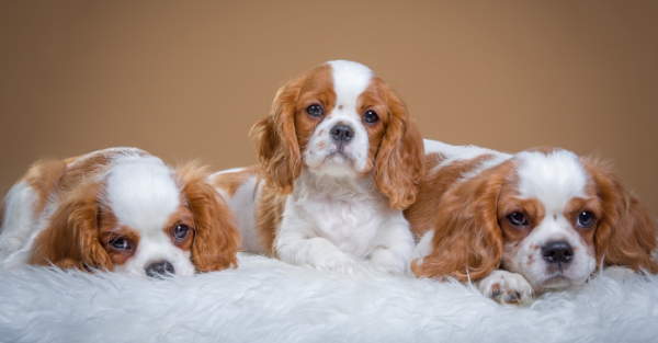 Dog skeletal diseases that must be paid attention to