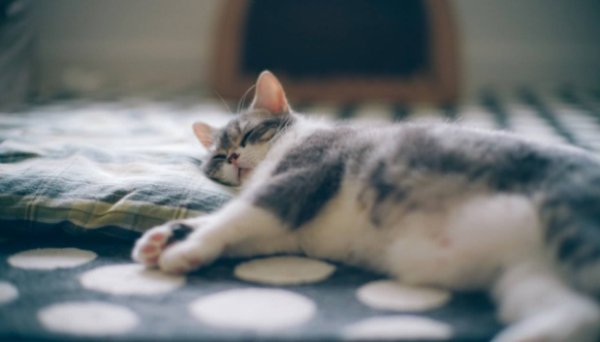 Disease Example: If you don’t deworm in time, cats will also get scabies mites!