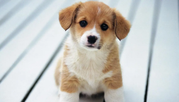 Is the puppy s belly normal?