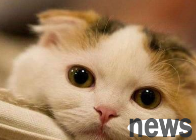 What s wrong with cats  red and swollen skin? Why not take a look