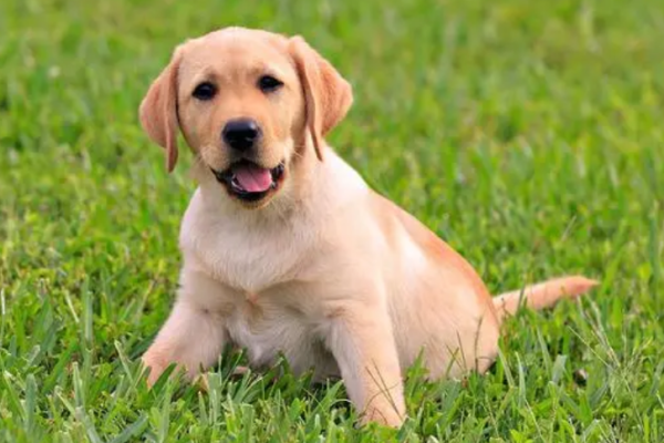 Do you know the common health and physiological indicators of Dogs?