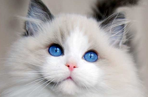 Netizens share their experience in defeating cats’ belly transmission, and an incomplete guide to cats’ belly transmission