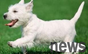 Symptoms and treatments of canine coronavirus