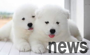 Why are puppies so small? Come and find out