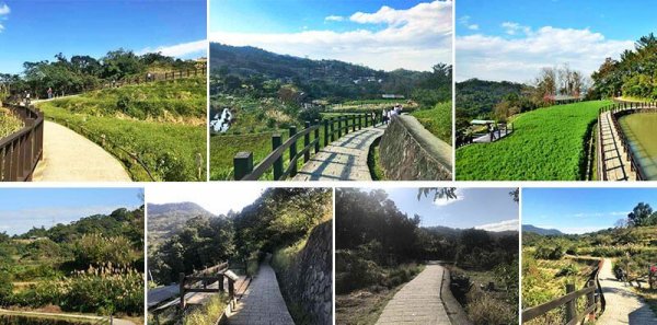 The sea of ​​flowers on the cat s sky camphor tree trail is the first slim-style trail for all ages in Taipei! In the early autumn, golden sunflowers are everywhere
