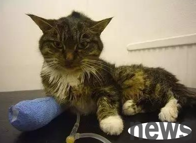Popular science on feeding: How to prevent and treat cat plague in spring?
