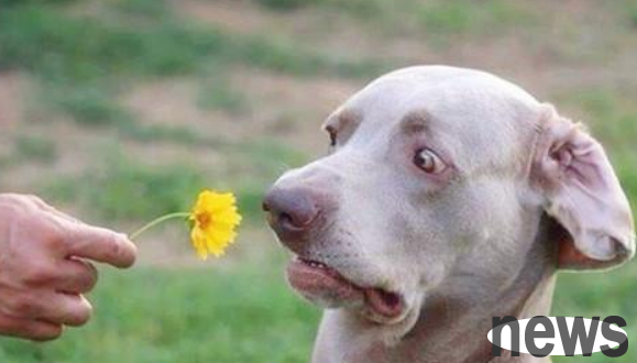Treatment and causes of eye prolapse of dogs