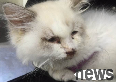 What are the signs of improvement in cat plague