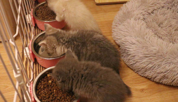 How much does it cost to keep a foster cat in a pet store for a month? You ll know after reading it