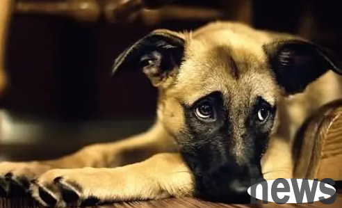 What to do if a dog has body odor? How to treat it?