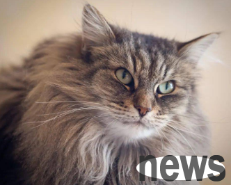 Can kittens eat fish? Newbie shovelers can take a look~