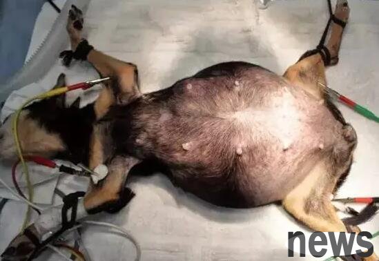 The big enemy of female dogs not being sterilized - uterine pus