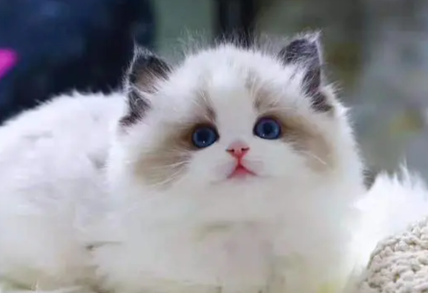 What kind of breed is the fairy cat? I can t refuse it after seeing it!