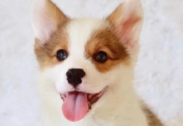 A detailed explanation of this article: A must-see guide to dog vaccination for animal owners
