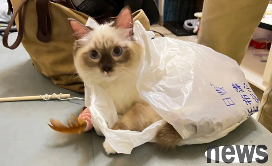 Why do kittens always like to lick plastic bags? The reason was unexpected