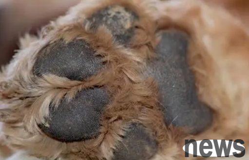 Why do dog feet dry and crack? Is it a canine distemper?