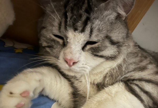 Why do cats only have four fingers? Come and find out