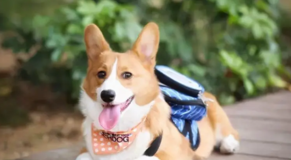 Understand: When is the seasonal disease that dogs are prone to?