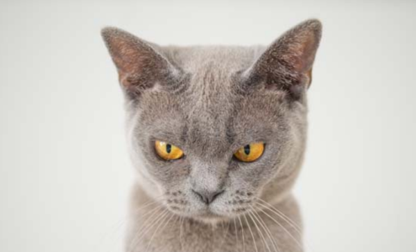 Can cats smell smoke? This question must be understood clearly!