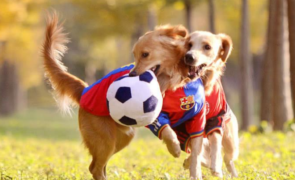 What is the sign of a dog showing that he is very happy? Come and find out