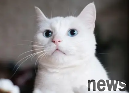 Will two female cats fight? If you are interested, take a look~