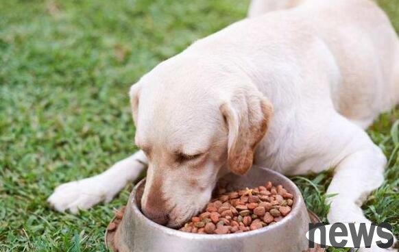 What is the best puppy to eat?