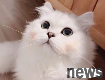 Today s answer: Can cats be cut?