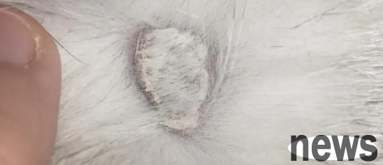 What causes lumps on one side of the cat’s belly?