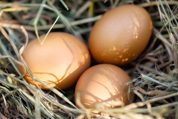 Foods that replace chicken eggs actually have it! A table to see what foods are used to replace chicken and egg nutrition