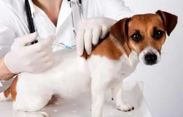 How to get a dog s vaccine?