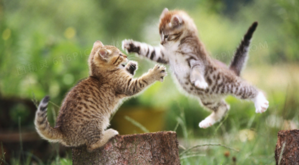 Do you need to isolate other cats when it is transmitted to the abdomen? The answer is here!