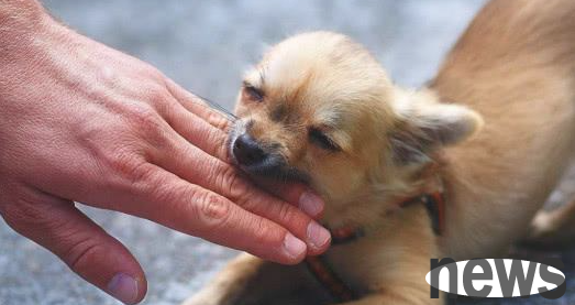 Is it fun to bite the owner s hand or is it a grudge? Do you have the little thoughts in it?
