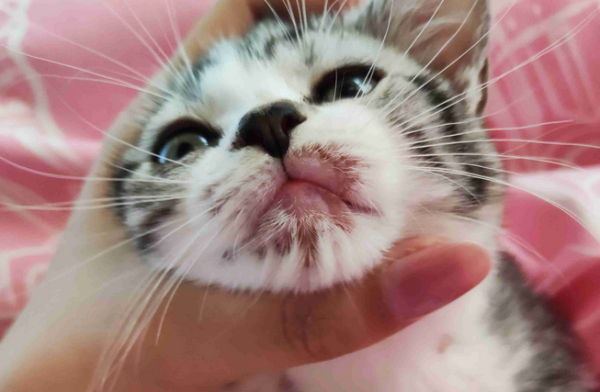 What s wrong with cats having fewer chins? Anything you want to know!