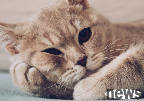 Why can t wild cats be beaten? There are answers here