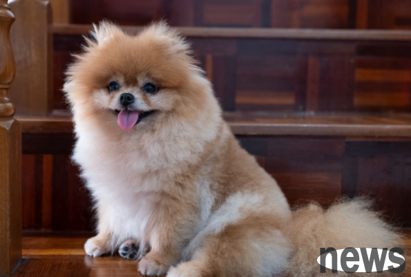 What are the best dog breeds for hugging?
