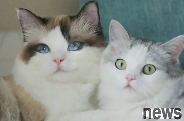 Why do cats go crazy with catnip? Let’s take a look here in detail!