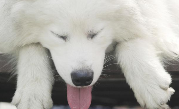 Pets are paid attention to: these types of ingredients will reduce the service life of dogs after eating them.