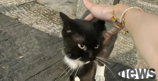 Will the cat miss its owner if it is lost? The answer is yes