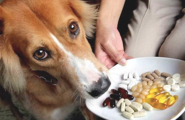 Why is it said that if a dog is sick and feeds medicine only? Just take out the snacks, the method of inducing is simple and more reasonable