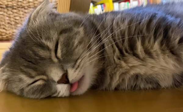 Let’s analyze why cats stick out their tongues when they sleep!